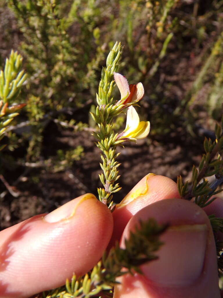 Image of Aspalathus asparagoides subsp. rubrofusca (Eckl. & Zeyh.) R. Dahlgren