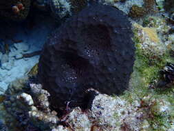 Image of bumpy ball sponge