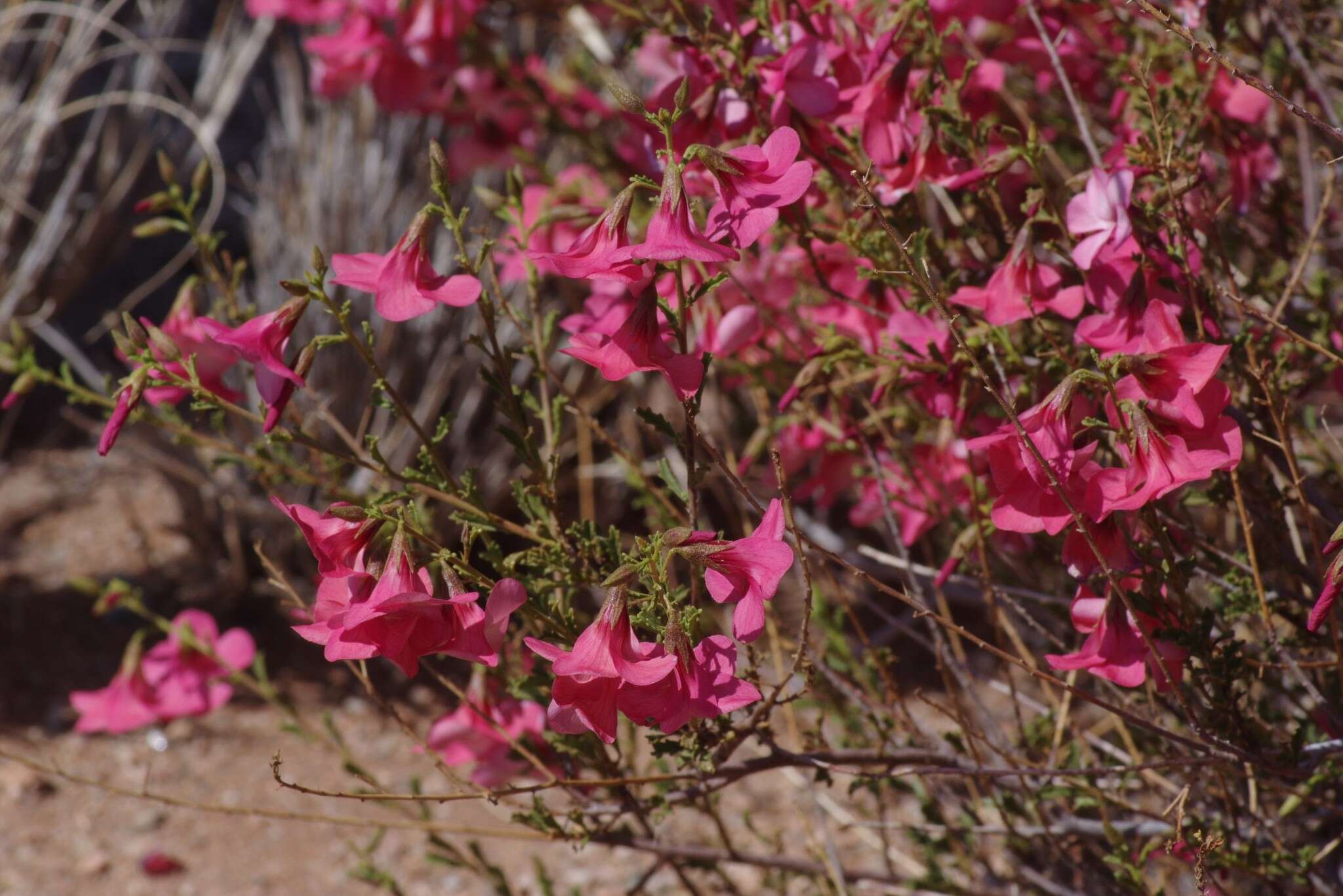 Image of Hermannia stricta (E. Mey. ex Turcz.) Harv.