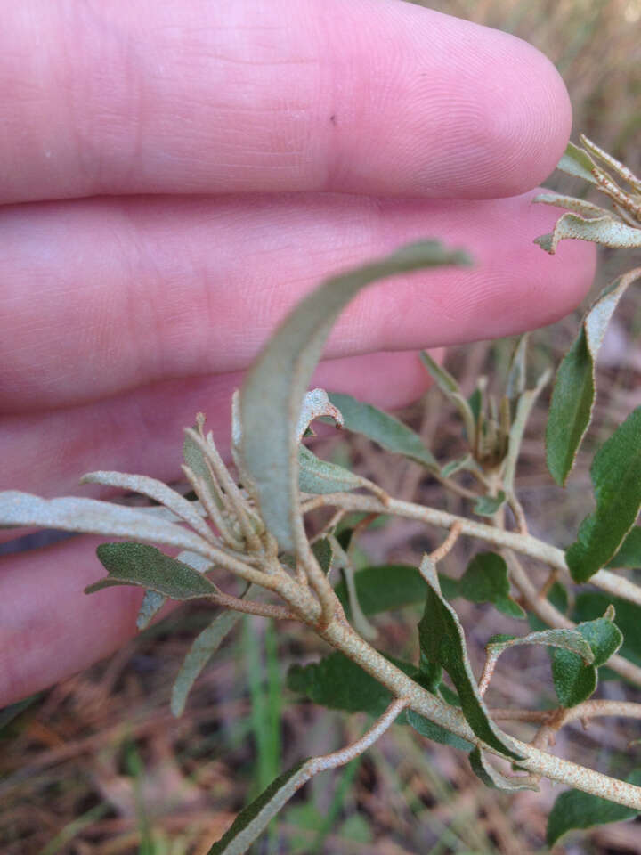 Слика од Croton argyranthemus Michx.