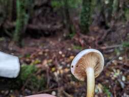 Plancia ëd Austropaxillus boletinoides (Singer) Bresinsky & Jarosch 1999