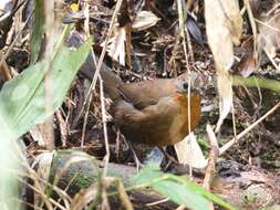 Image of Bristlefronts