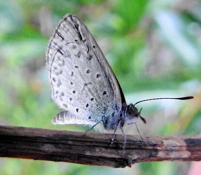 Image of Zizeeria knysna (Trimen 1862)