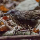 Image of Variable Limestone Babbler