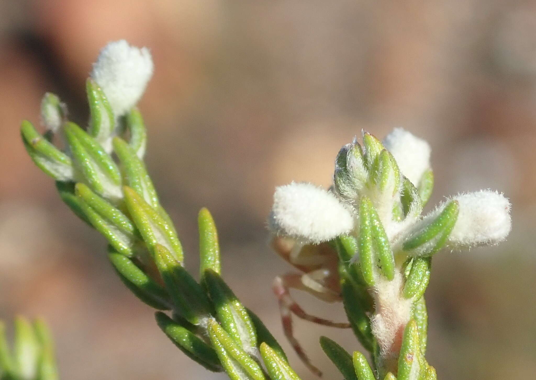 Image of Phylica lanata Pillans