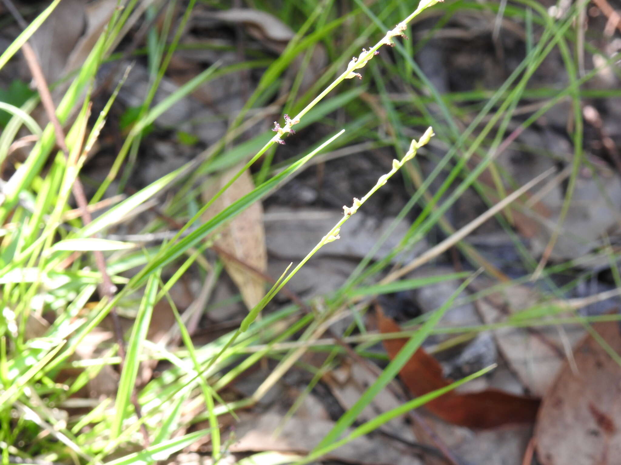 Image of spreading panicgrass