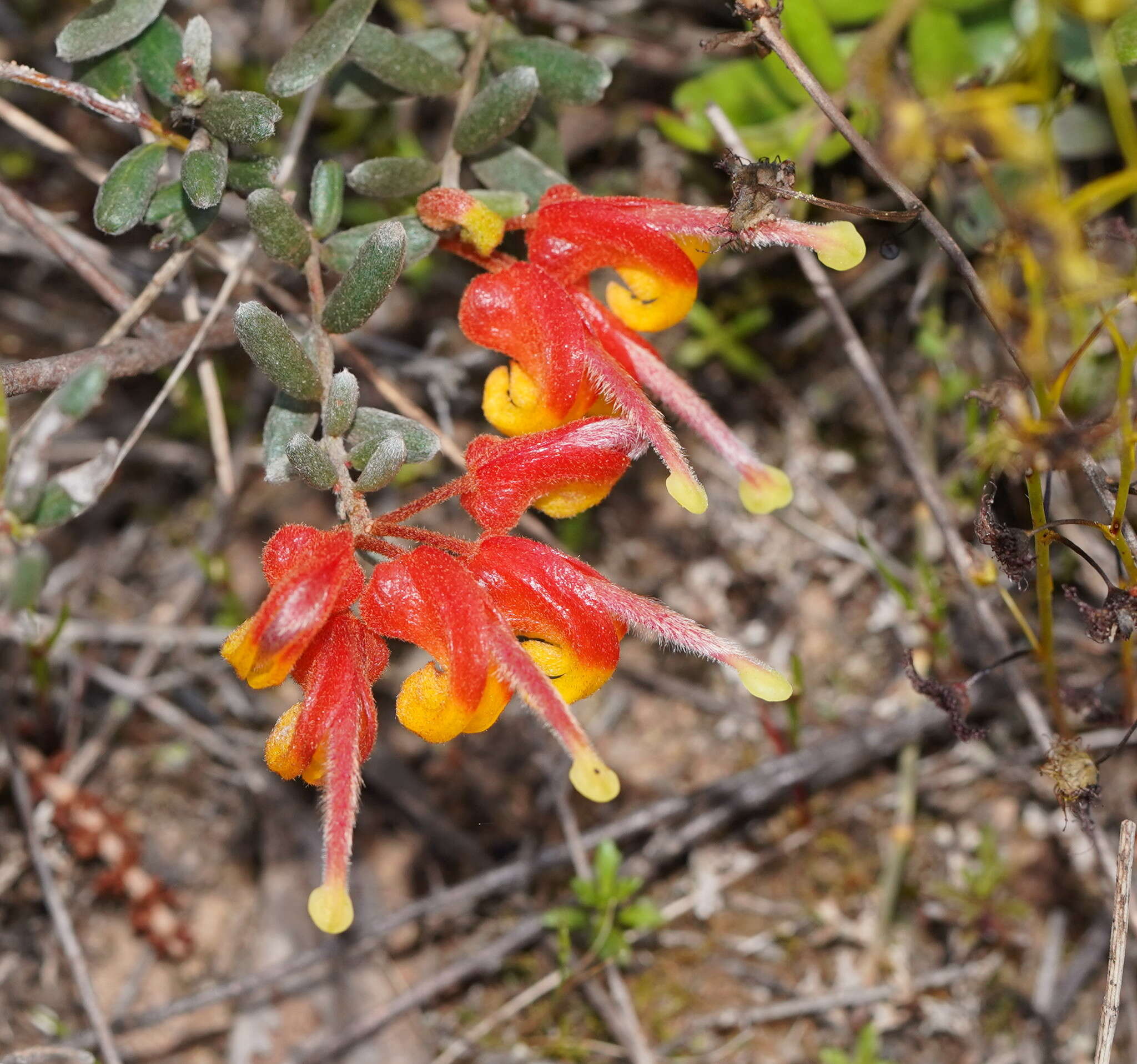 صورة Grevillea alpina Lindl.