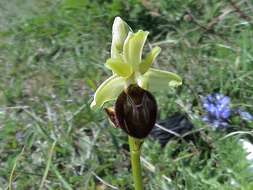 Image of Ophrys sphegodes subsp. sphegodes