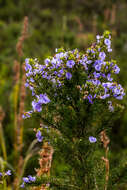 Plancia ëd Psoralea glabra E. Mey.