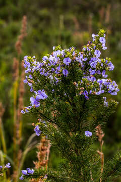 Plancia ëd Psoralea glabra E. Mey.