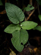 Image of Hymenocoleus hirsutus (Benth.) Robbr.