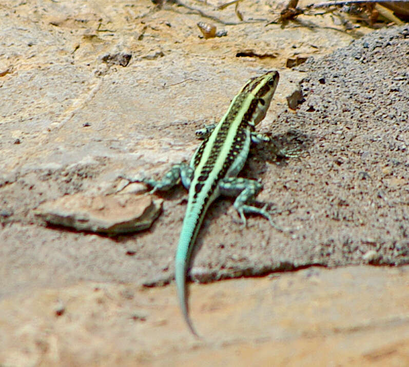 Image of Anatololacerta pelasgiana (Mertens 1959)