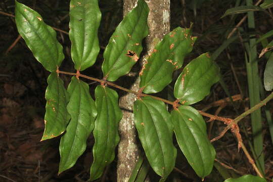 Image of hairy supplejack