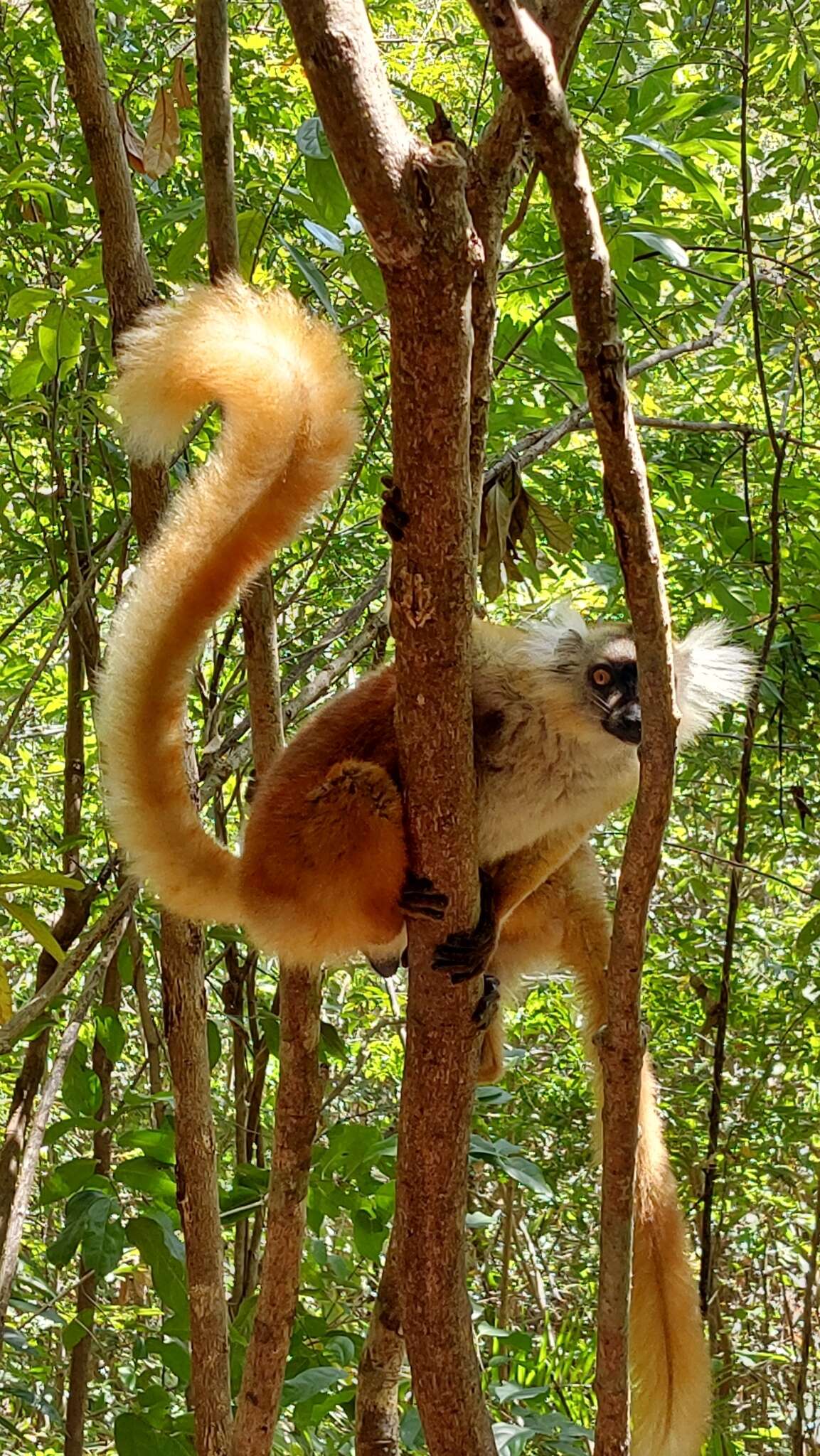 Image of Black Lemur