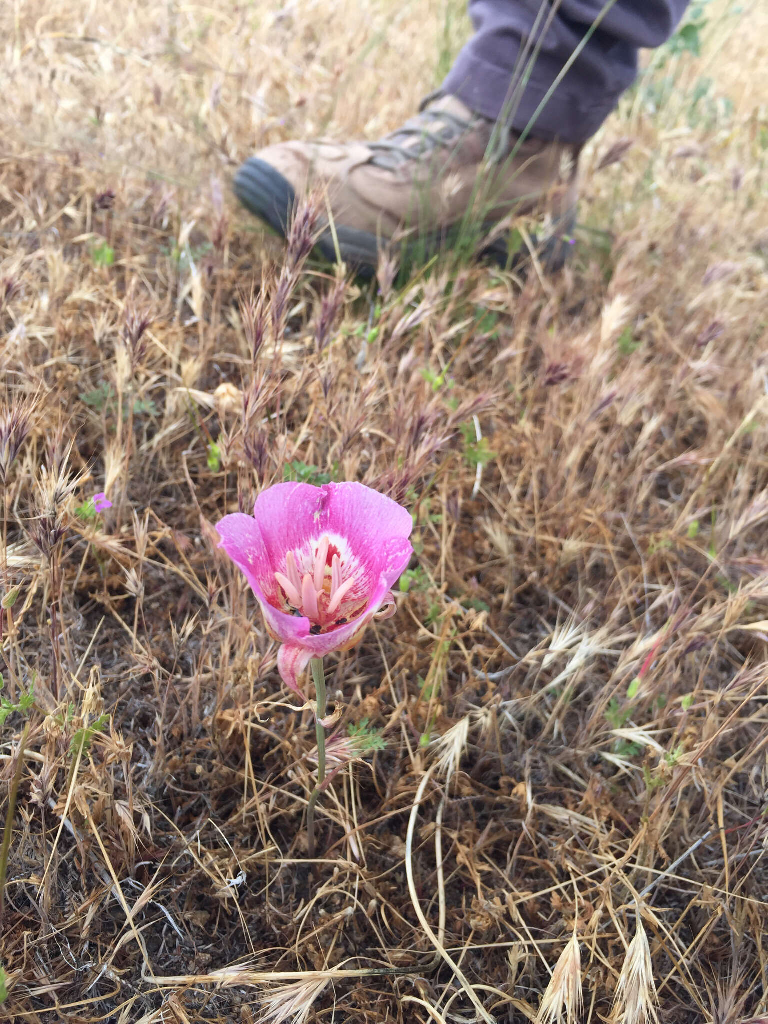 Image of butterfly mariposa lily