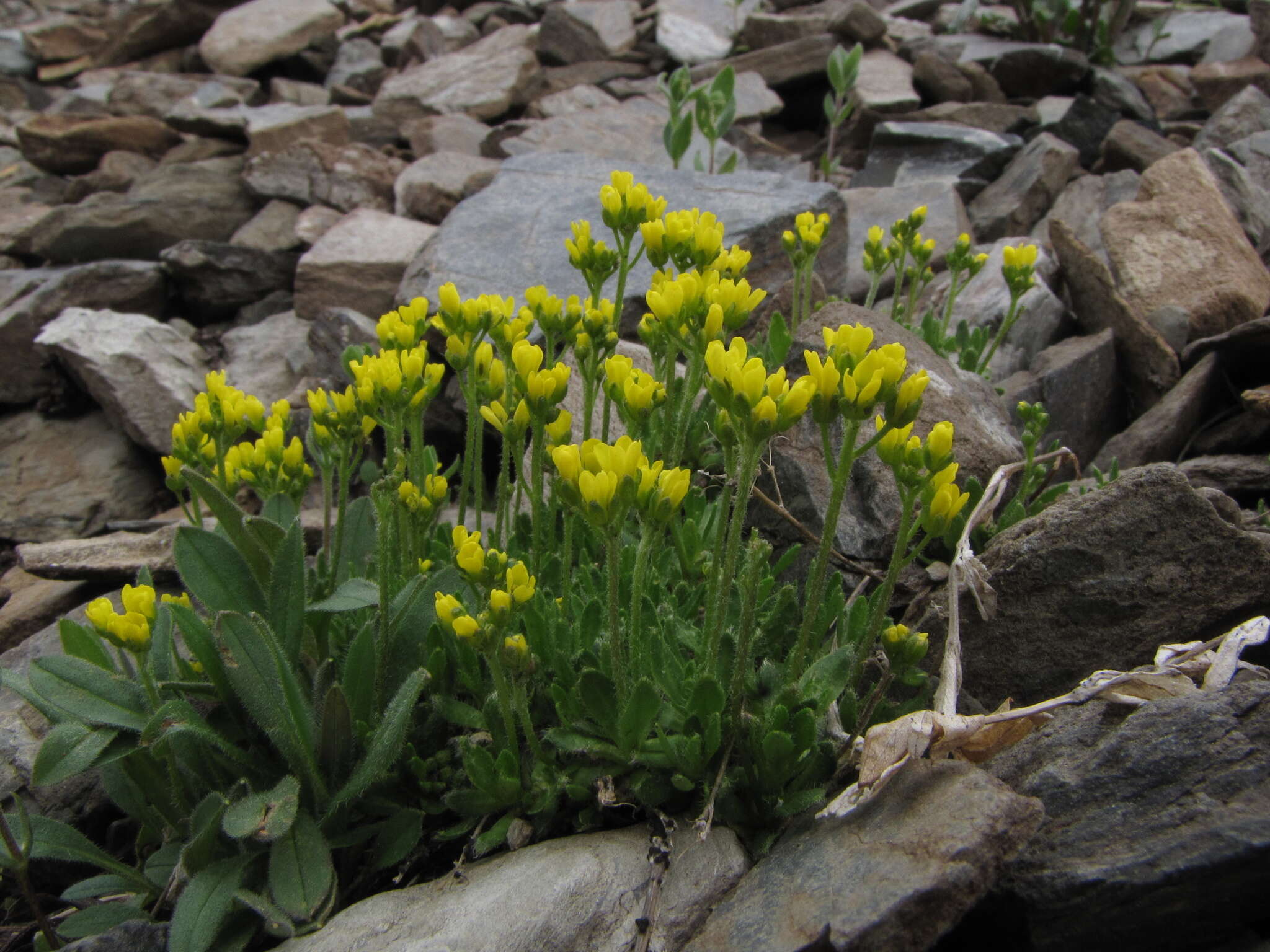 Draba oreades Schrenk resmi