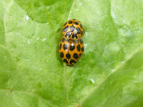 Image of Lady beetle