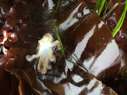 Image of East Pacific red octopus