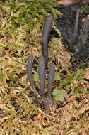 Imagem de Xylaria corniformis (Fr.) Fr. 1849