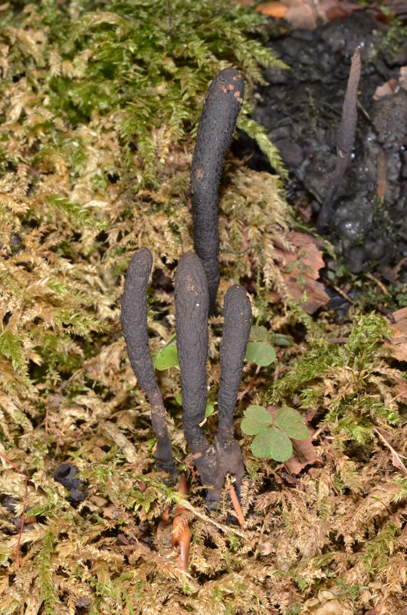 Слика од Xylaria corniformis (Fr.) Fr. 1849