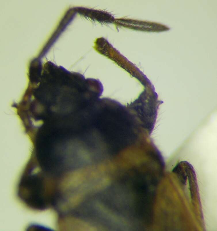 Image of Pezocoris apicimacula