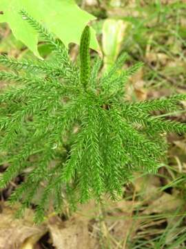 Image of Dendrolycopodium