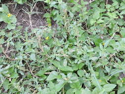 Amaranthus blitoides S. Wats. resmi