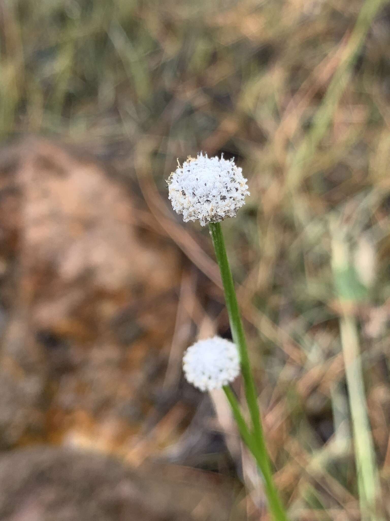 Eriocaulon aquaticum (Hill) Druce resmi