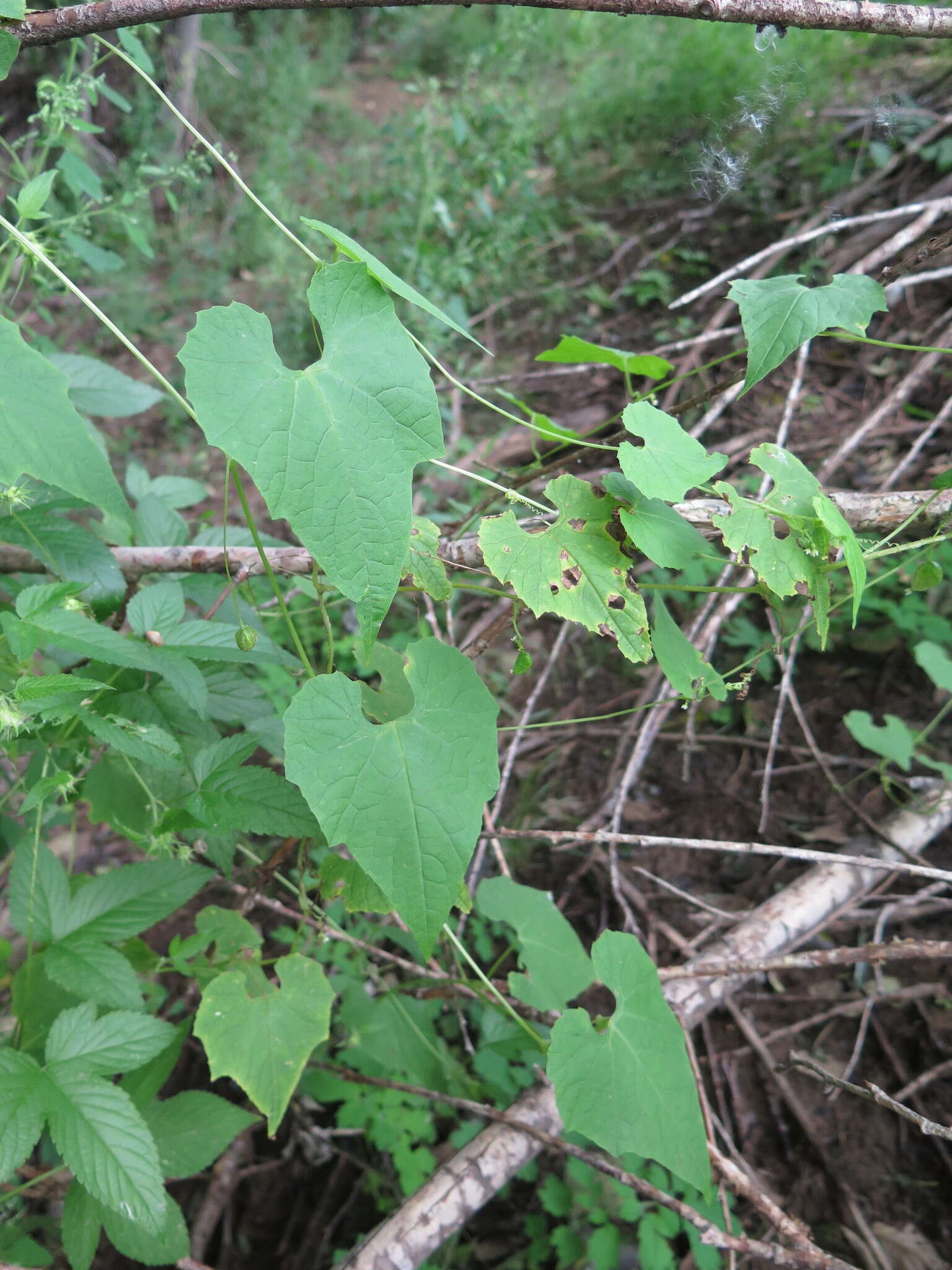 Sivun Schizopepon bryoniifolius Maxim. kuva