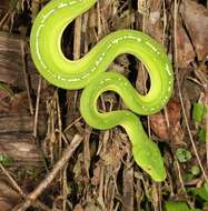 Image of Green Python