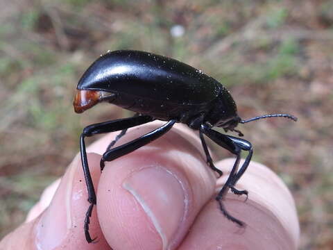 Imagem de Eleodes (Xysta) longicollis Le Conte 1851