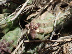 Image of Ceropegia articulata subsp. articulata