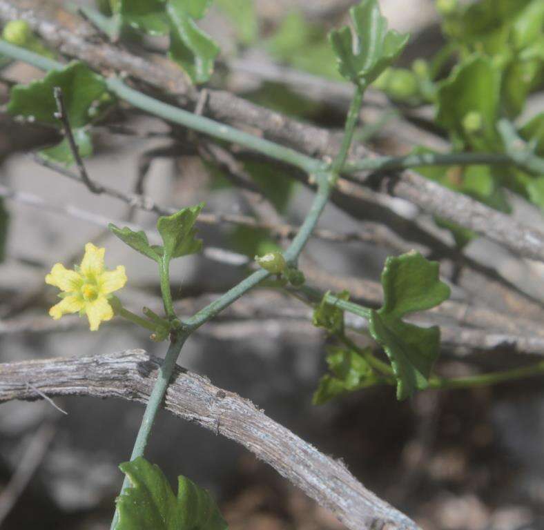 Image of slimlobe globeberry