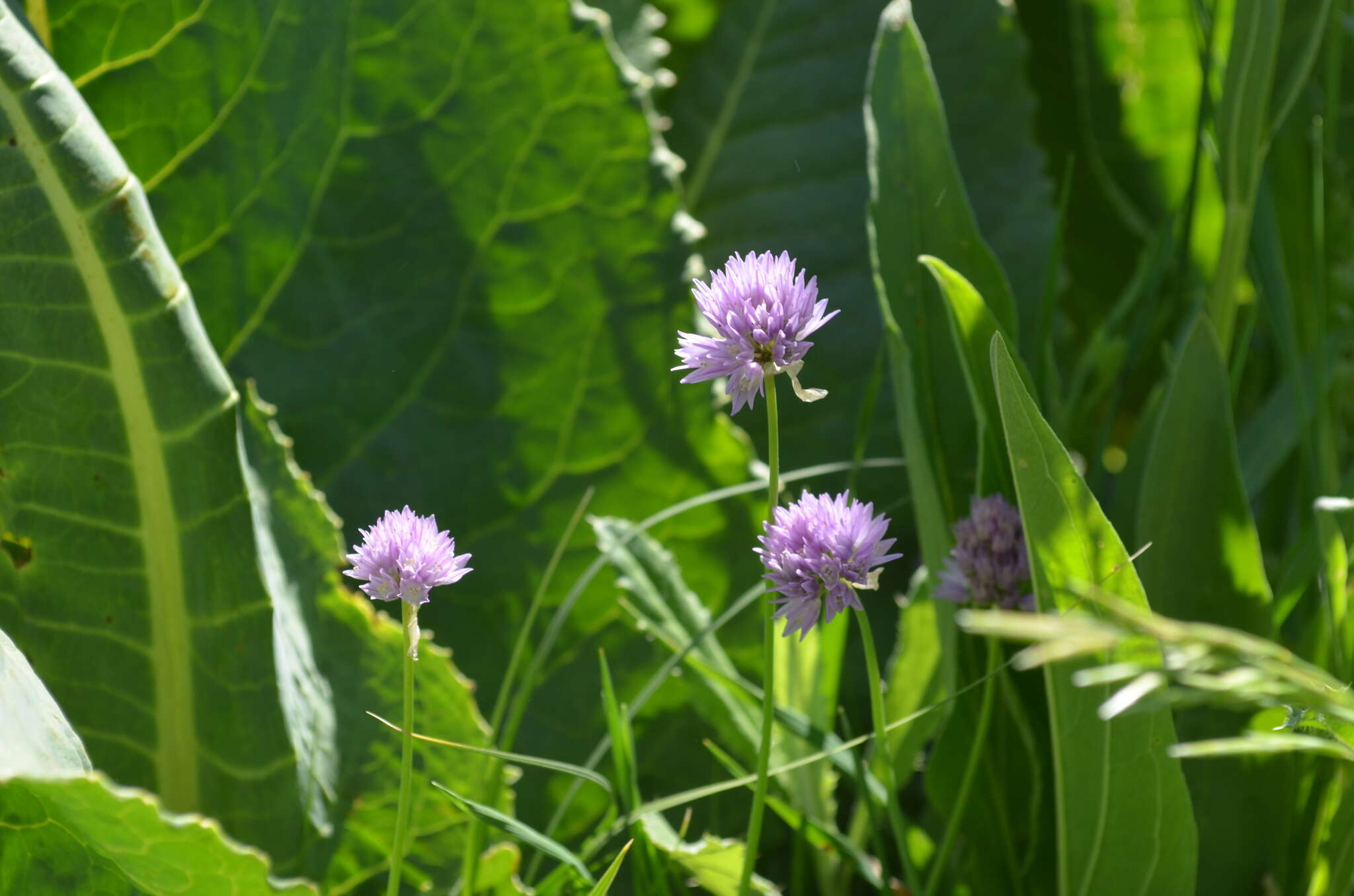 Image of Allium schoenoprasoides Regel