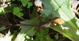 Image of Chiapas Ornate Anole