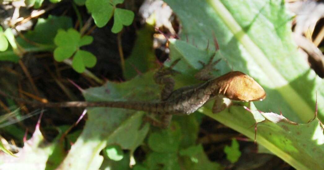 Image of Chiapas Ornate Anole