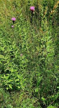 Image de Cirsium tuberosum (L.) All.