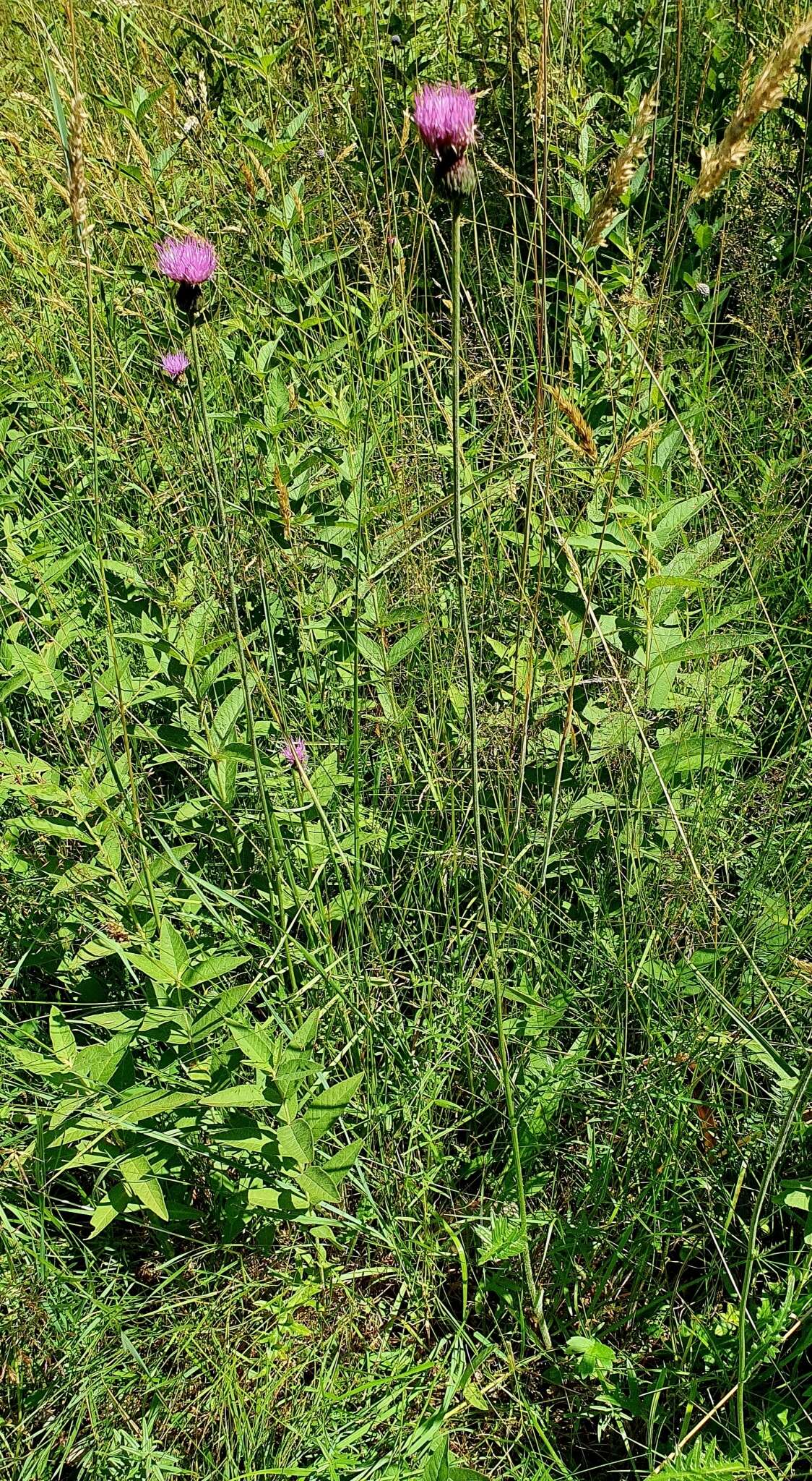 Image of Tuberous Thistle