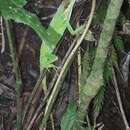 Image of Anolis danieli Williams 1988