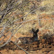 Image of Red kangaroo