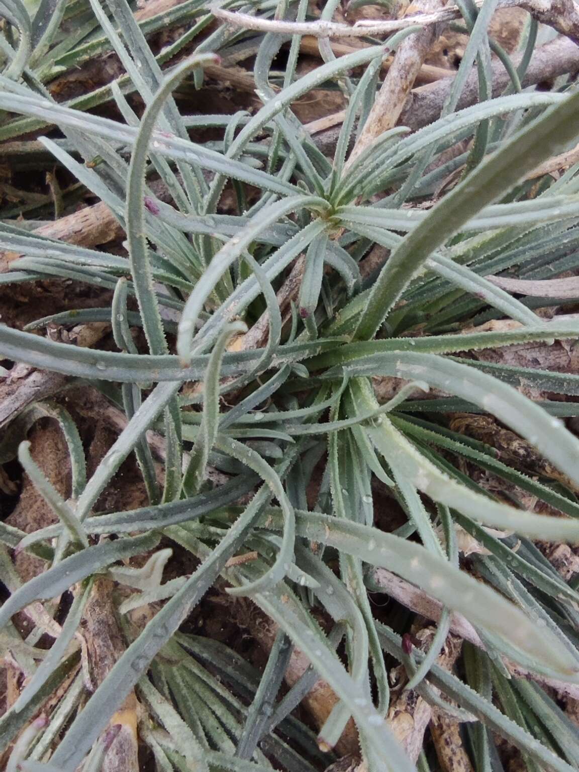 Слика од Gypsophila capillaris (Forsk.) C. Chr.