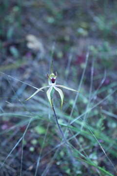 Image of Caladenia graniticola (Hopper & A. P. Br.) Hopper & A. P. Br.