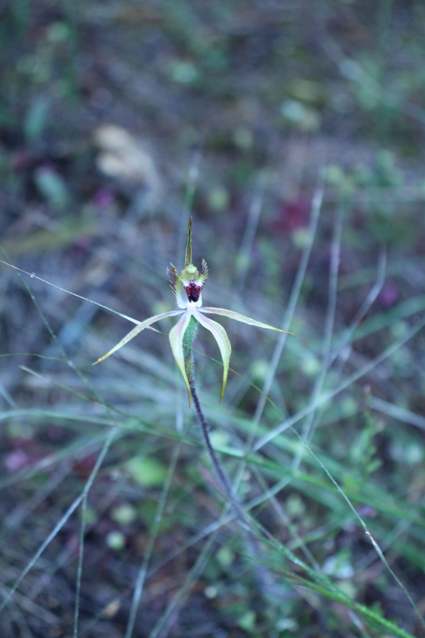 Image of Caladenia graniticola (Hopper & A. P. Br.) Hopper & A. P. Br.