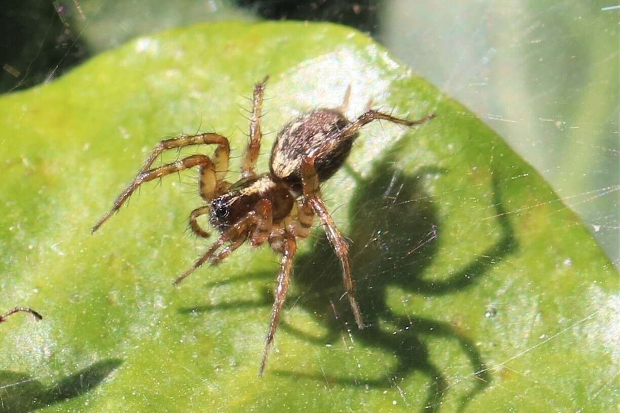 Слика од Textrix denticulata (Olivier 1789)