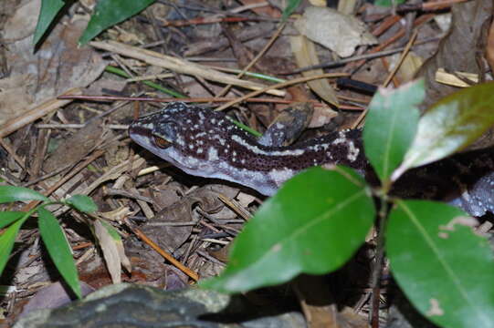 Image of Kuroiwa's Ground Gecko