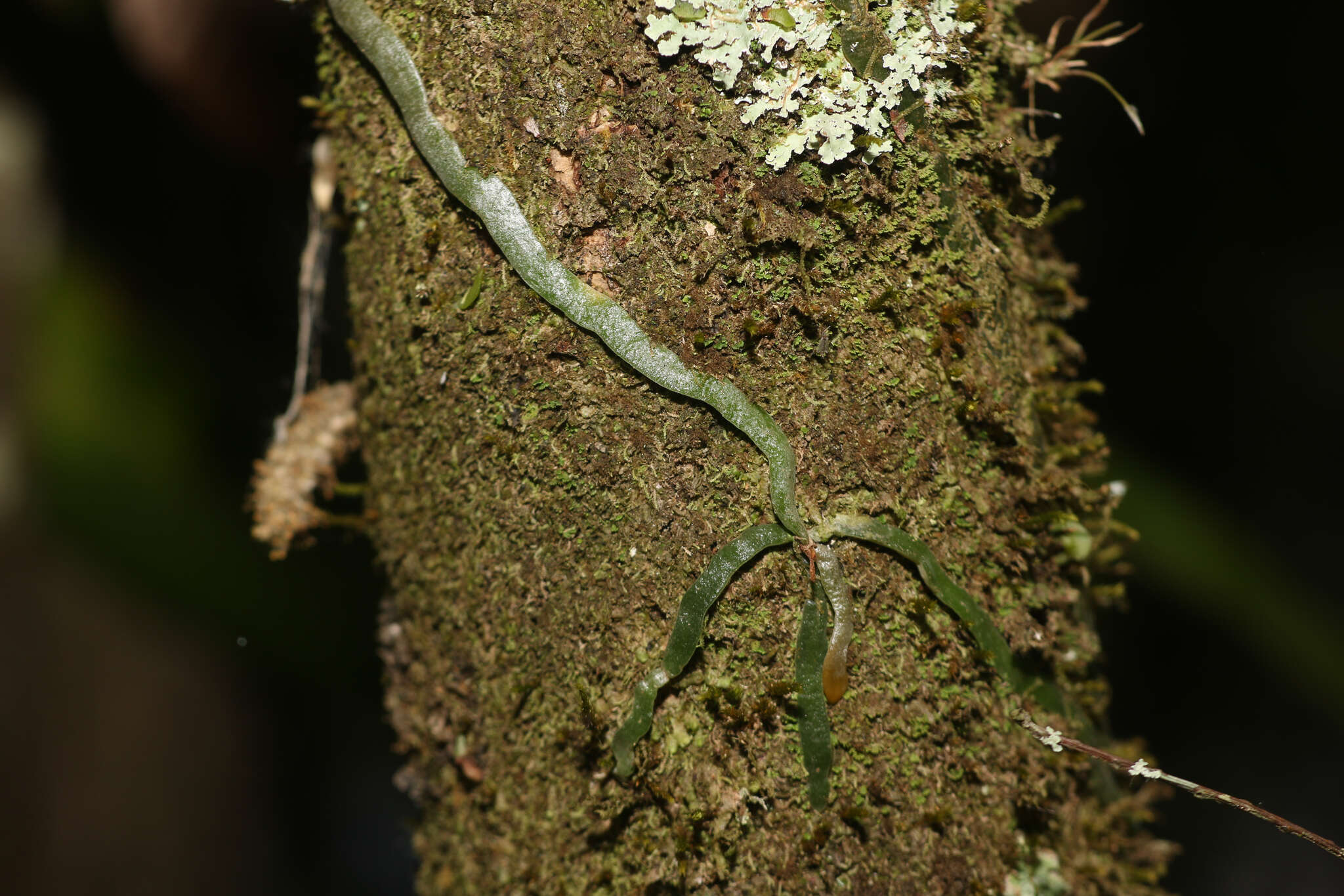 Image of leafless bentspur orchid