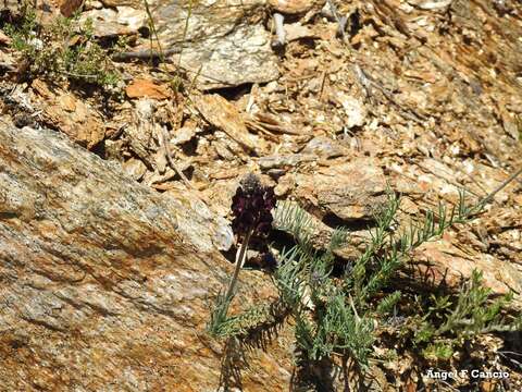 Image of roadside toadflax