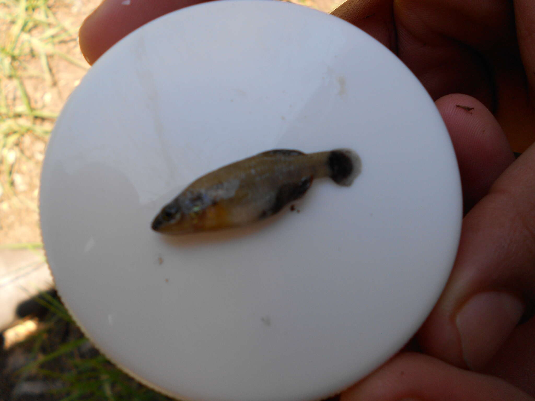 Image of Zoogoneticus purhepechus Domínguez-Domínguez, Pérez-Rodríguez & Doadrio 2008