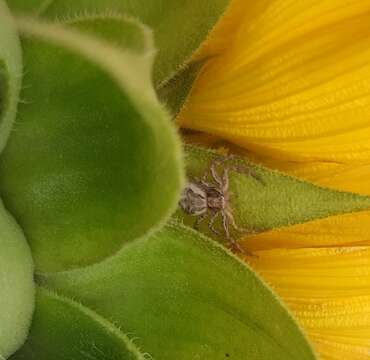 Image of common crab spider