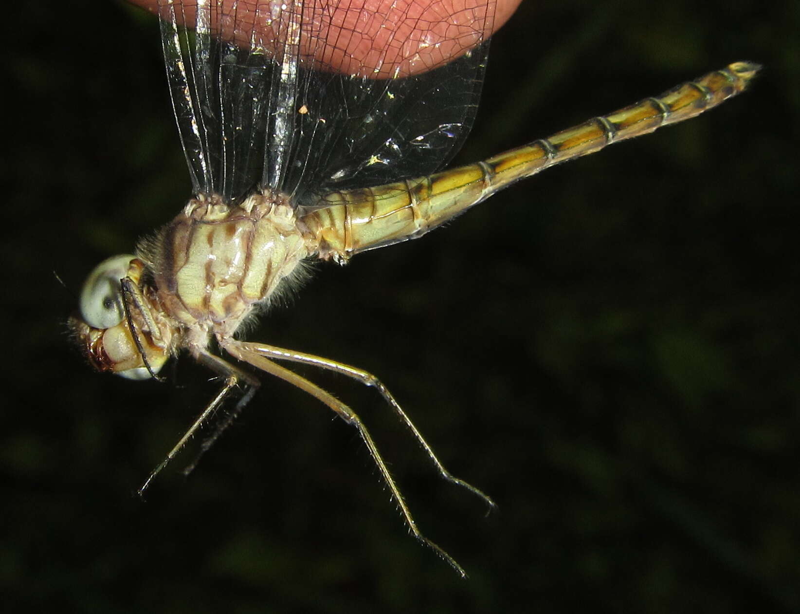 Imagem de Parazyxomma flavicans (Martin 1908)